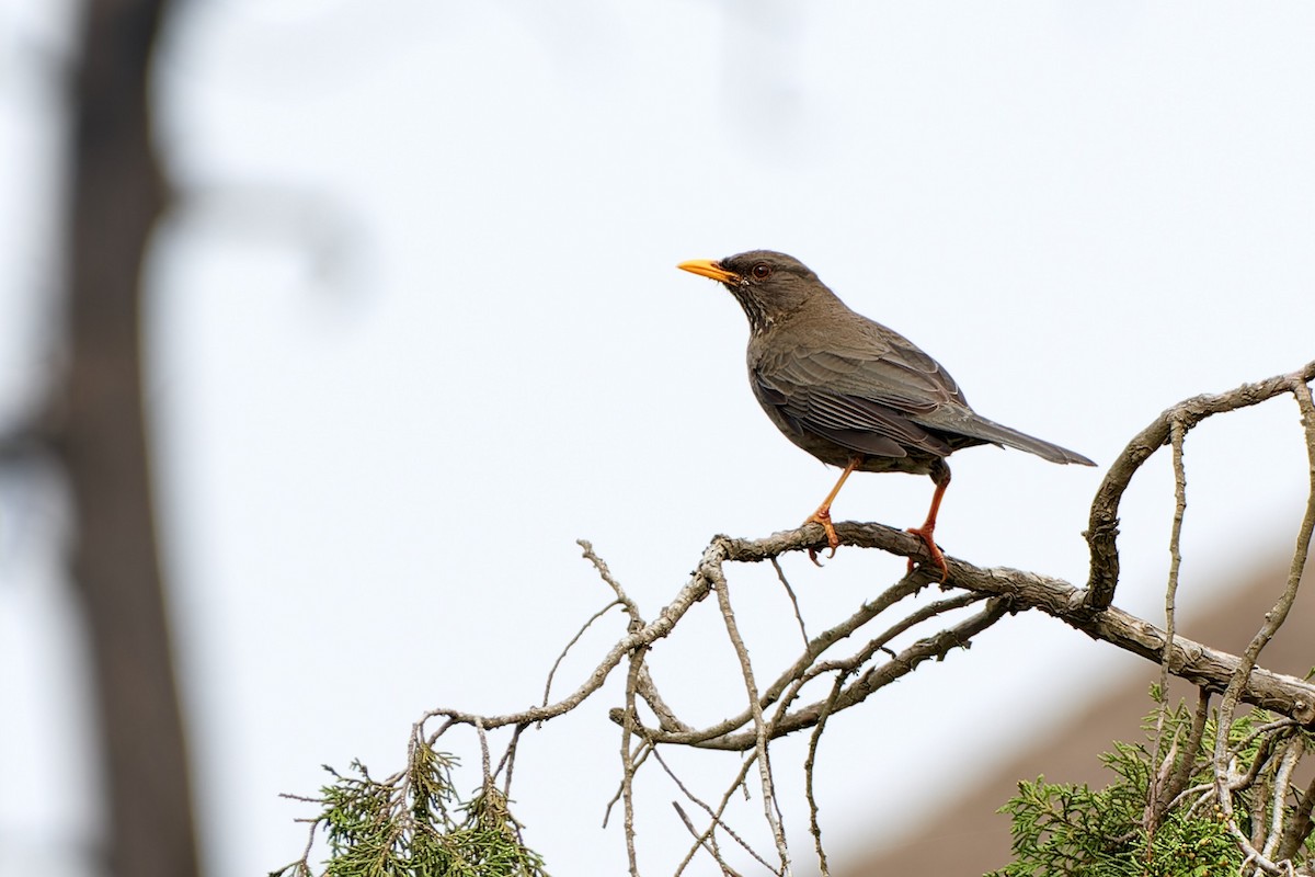 Yemen Thrush - ML615795297