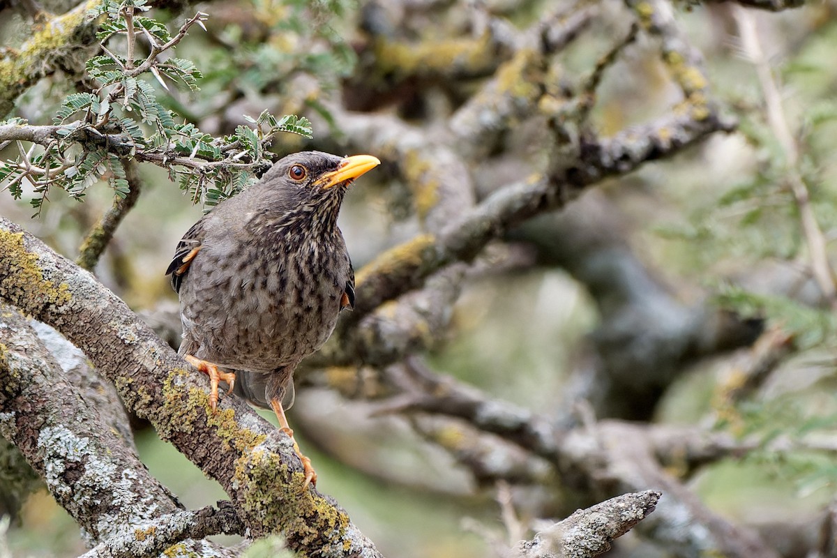 Yemen Thrush - ML615795298