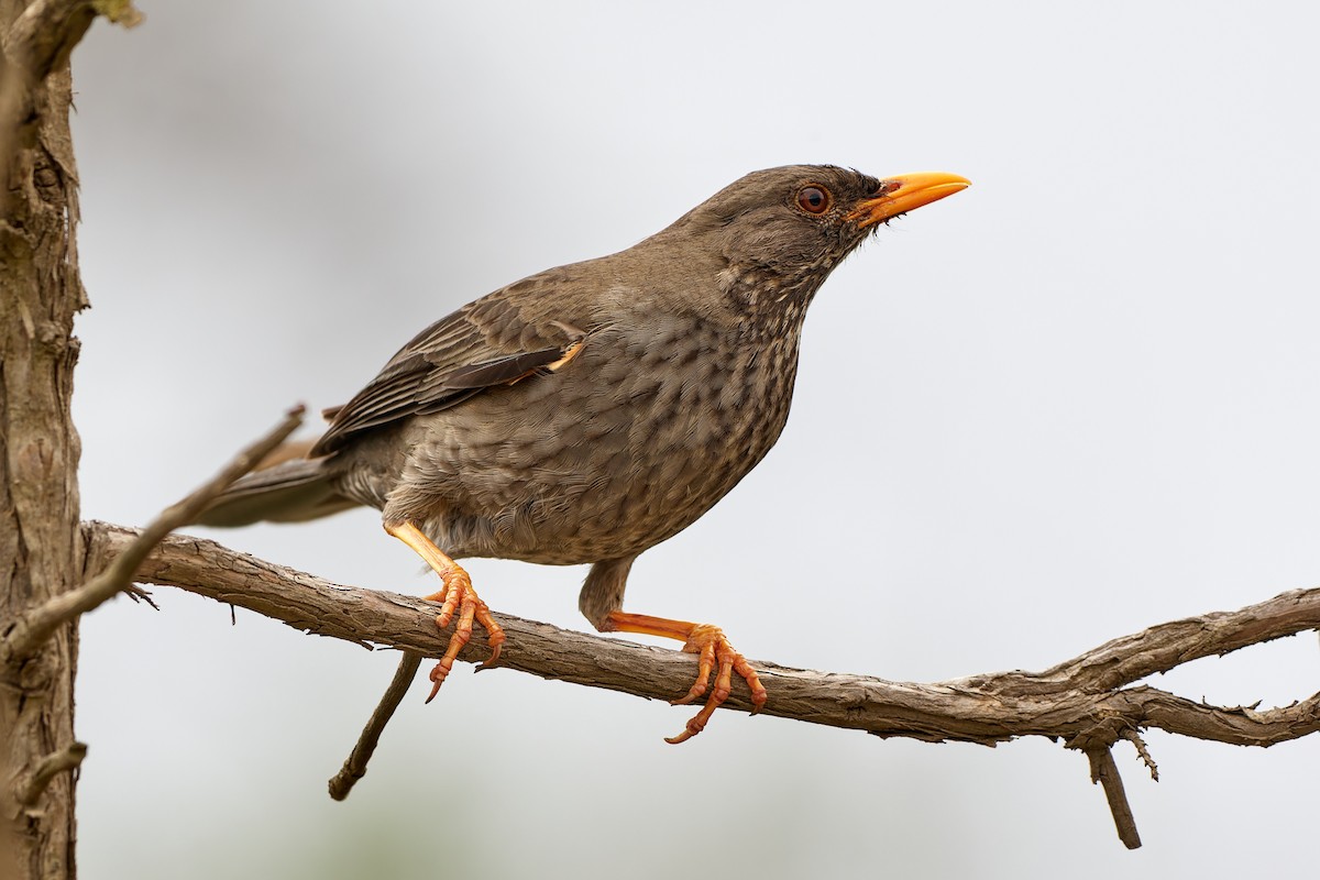 Yemen Thrush - ML615795299