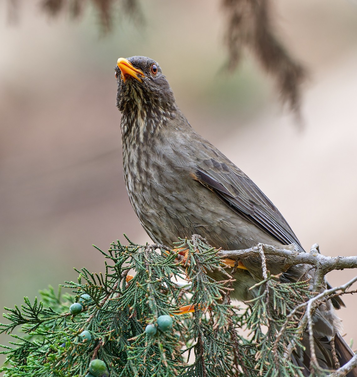 Yemen Thrush - ML615795300