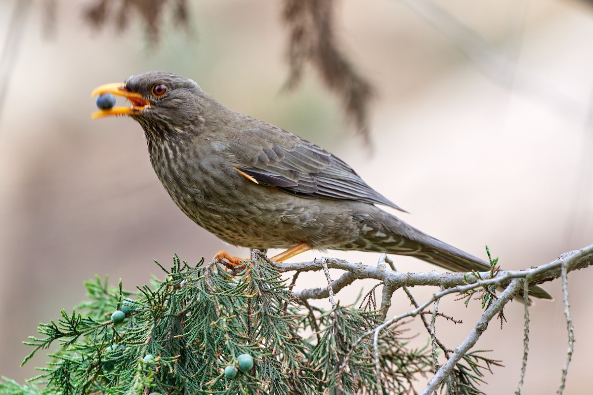Yemen Thrush - ML615795301