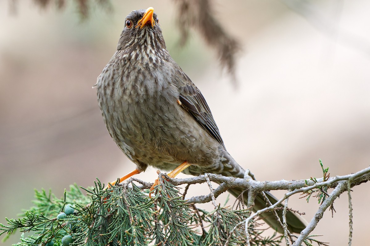 Yemen Thrush - ML615795302