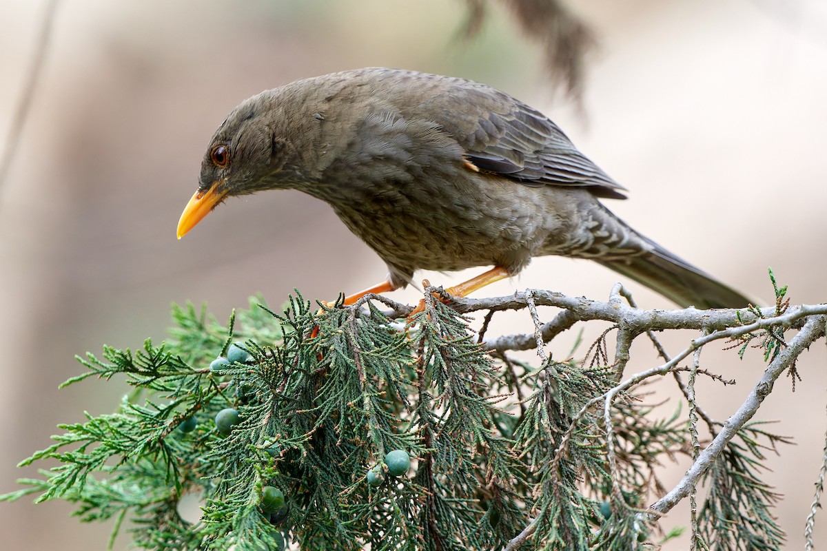 Yemen Thrush - ML615795303