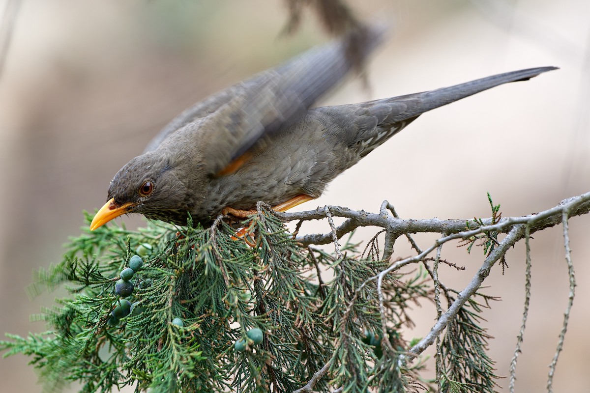 Yemen Thrush - ML615795304