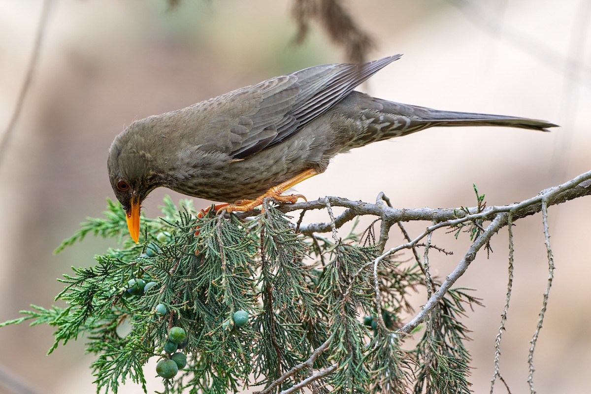 Yemen Thrush - ML615795306