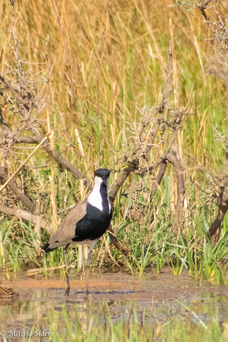 Spur-winged Lapwing - ML615795346