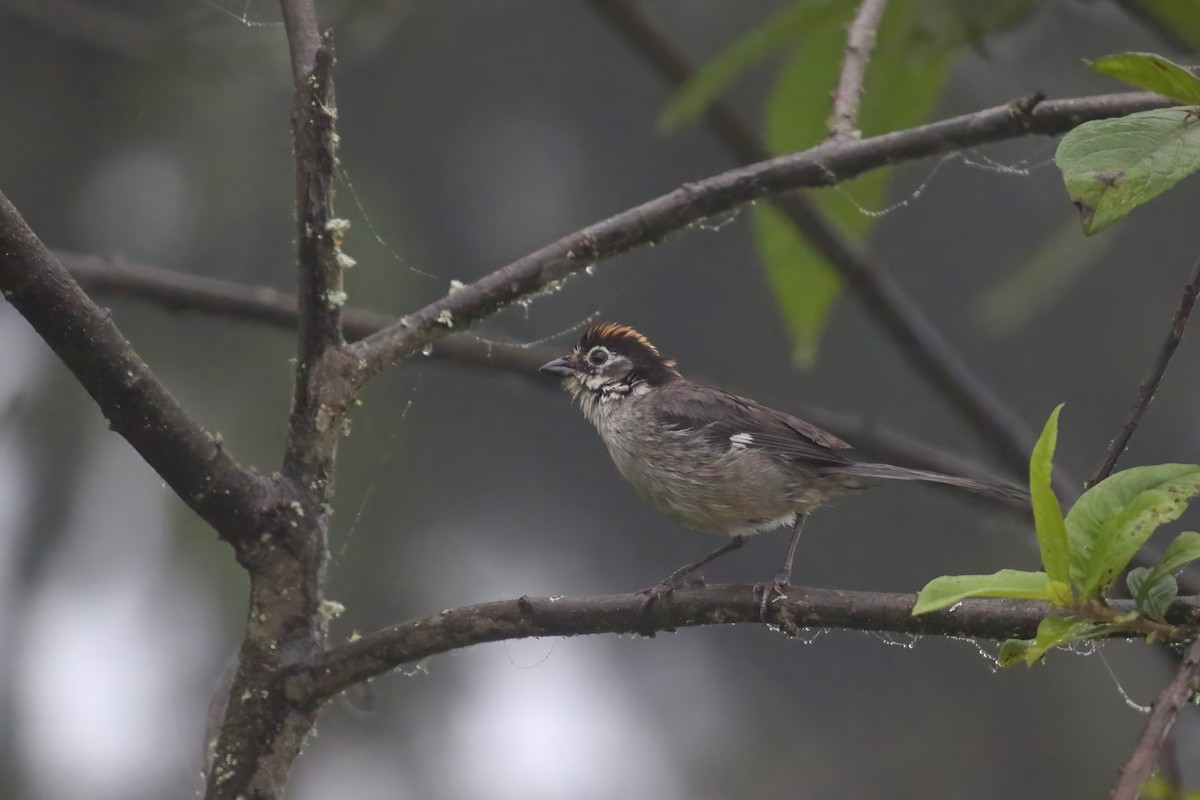 White-winged Brushfinch - Greg Scyphers