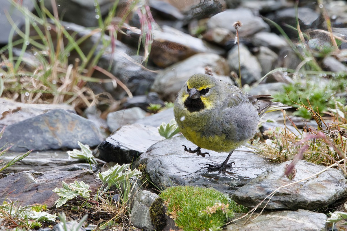 Yellow-bridled Finch - Steve Bielamowicz