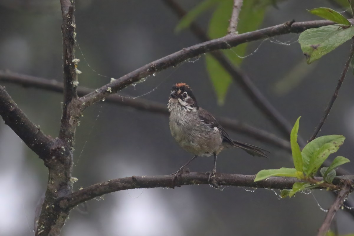 White-winged Brushfinch - Greg Scyphers