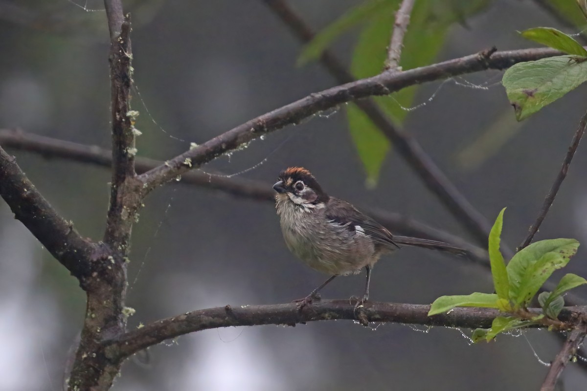 White-winged Brushfinch - Greg Scyphers