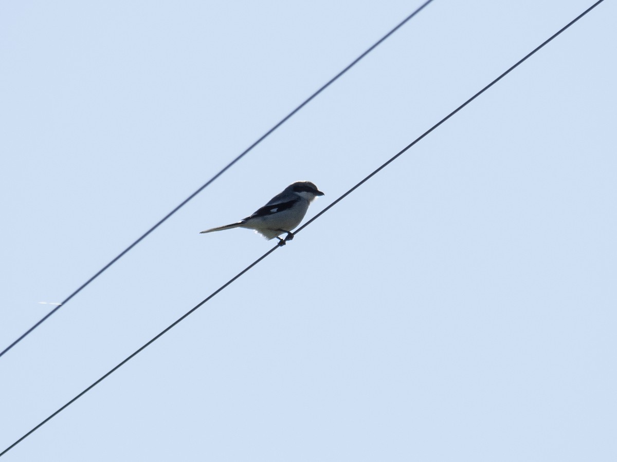 Loggerhead Shrike - Caitlin Chock