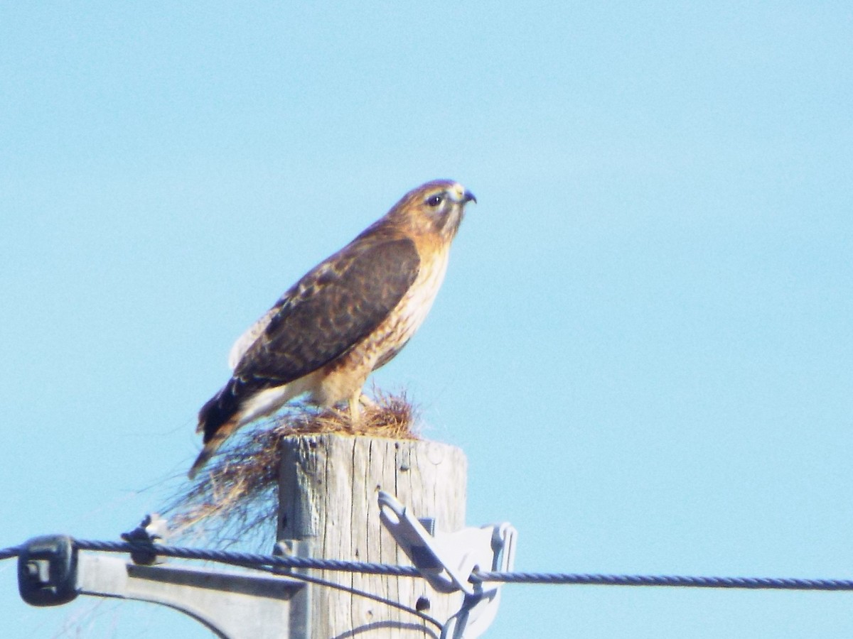 Red-shouldered x Red-tailed Hawk (hybrid) - Jonathan Layman