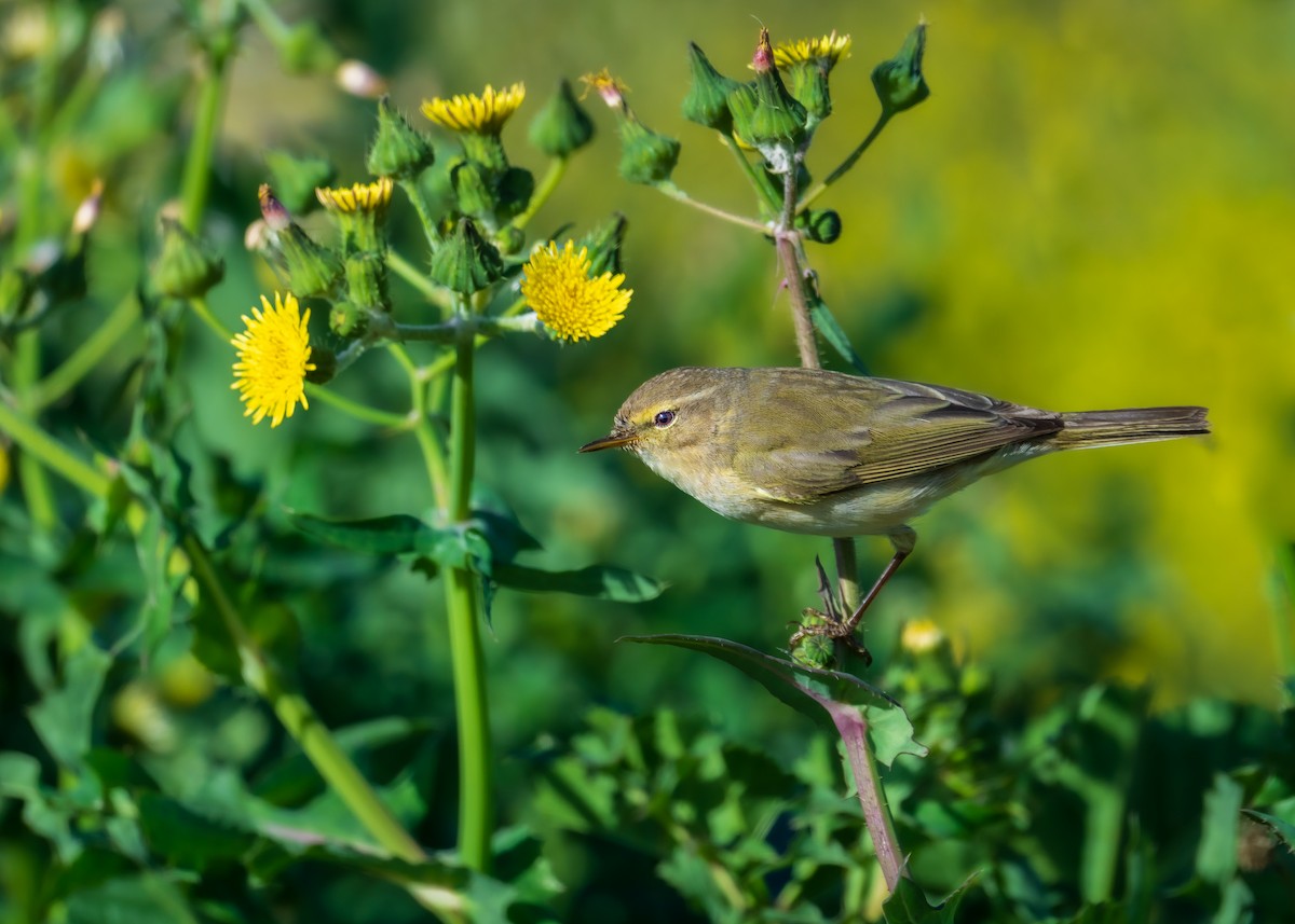 Common Chiffchaff - Ibrahim Alshwamin