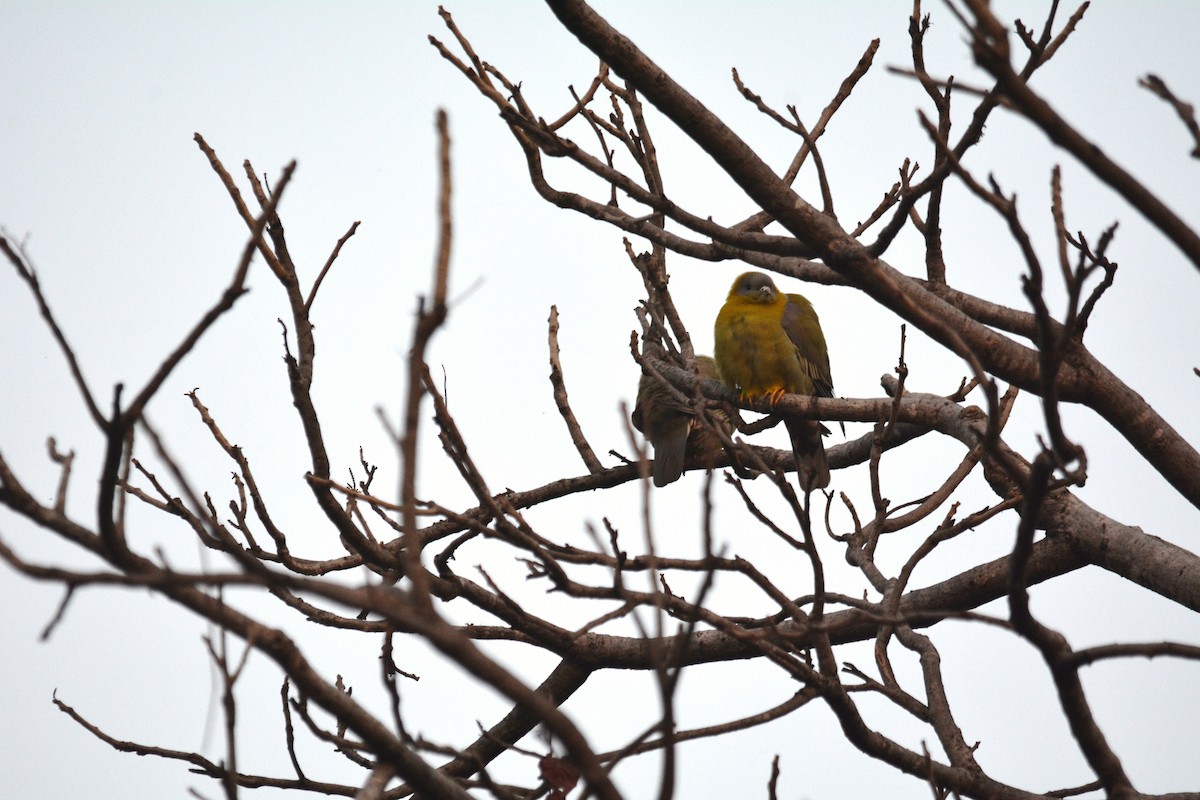 Yellow-footed Green-Pigeon - ML615795479