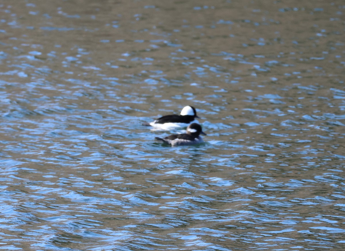 Bufflehead - Ed Lavender