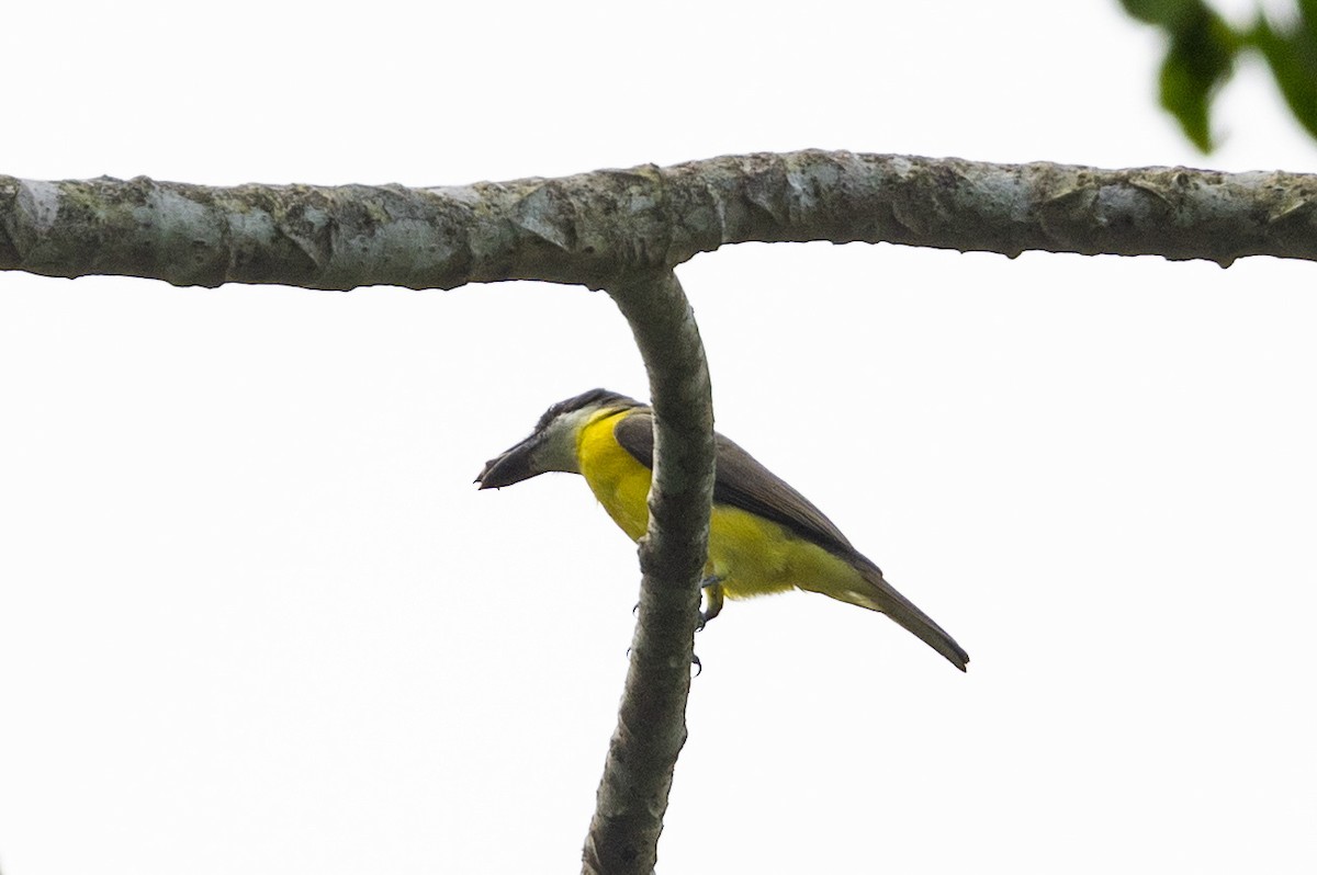 Boat-billed Flycatcher (Northern) - ML615795578