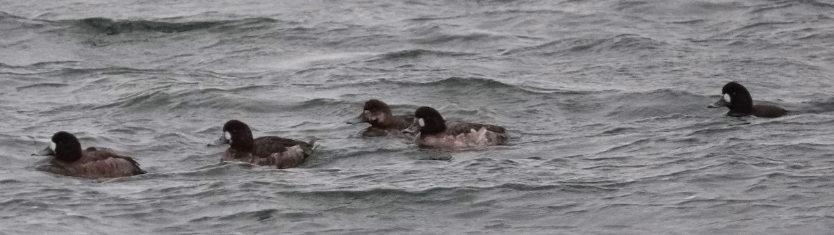 Greater Scaup - ML615795589
