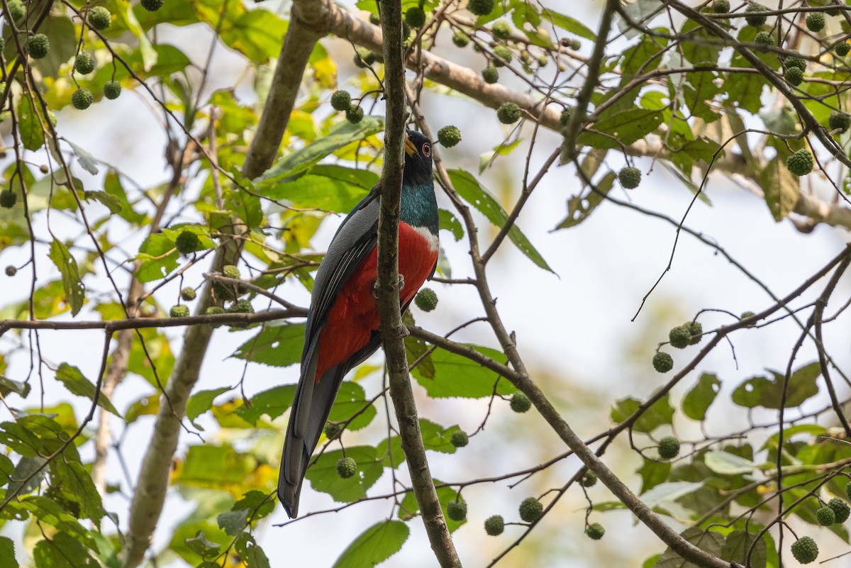 Black-tailed Trogon (Large-tailed) - ML615795641