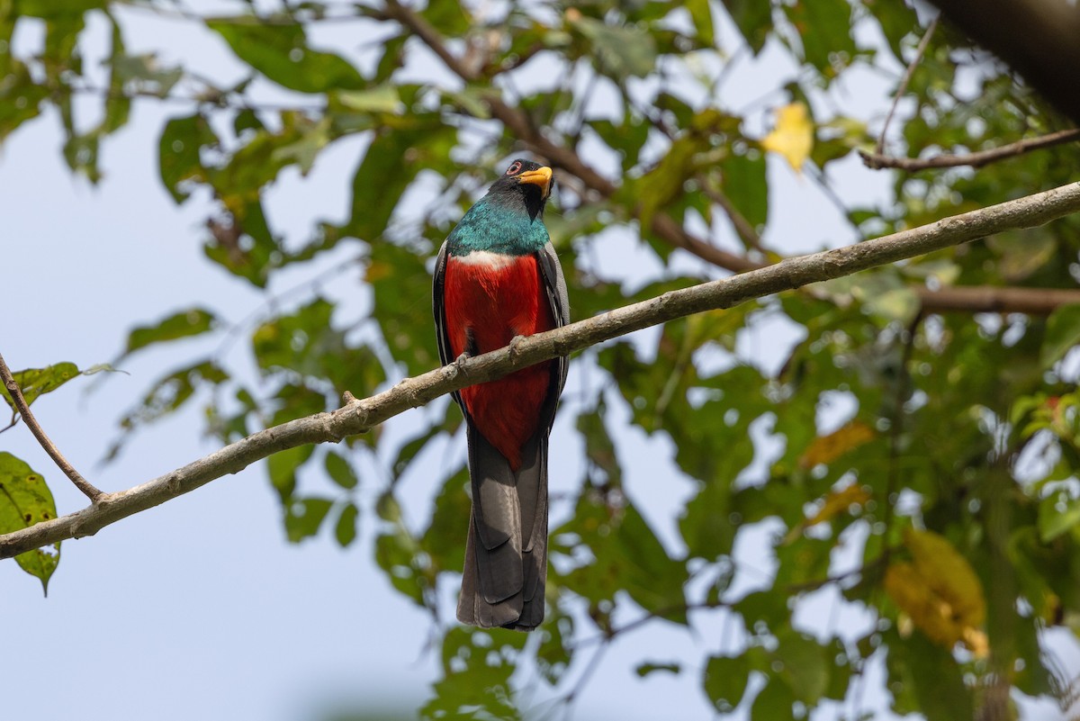 Black-tailed Trogon (Large-tailed) - ML615795642