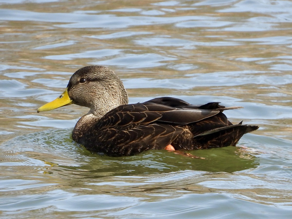 American Black Duck - Pat Hare