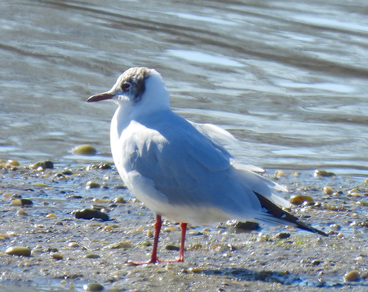 Mouette rieuse - ML615795712
