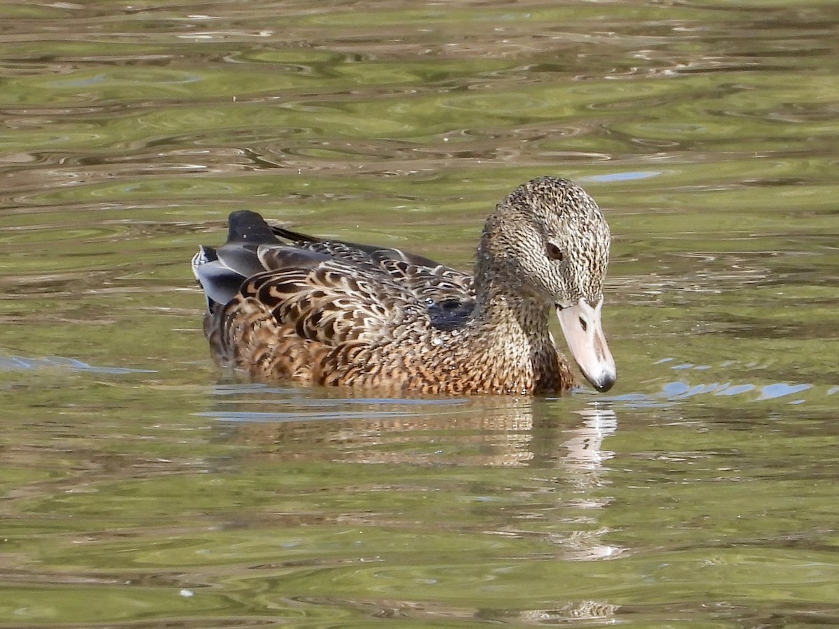 American Wigeon x Mallard (hybrid) - ML615795741