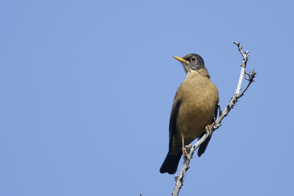 Austral Thrush - Steve Bielamowicz