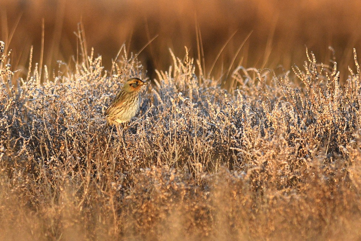 Saltmarsh Sparrow - ML615795811