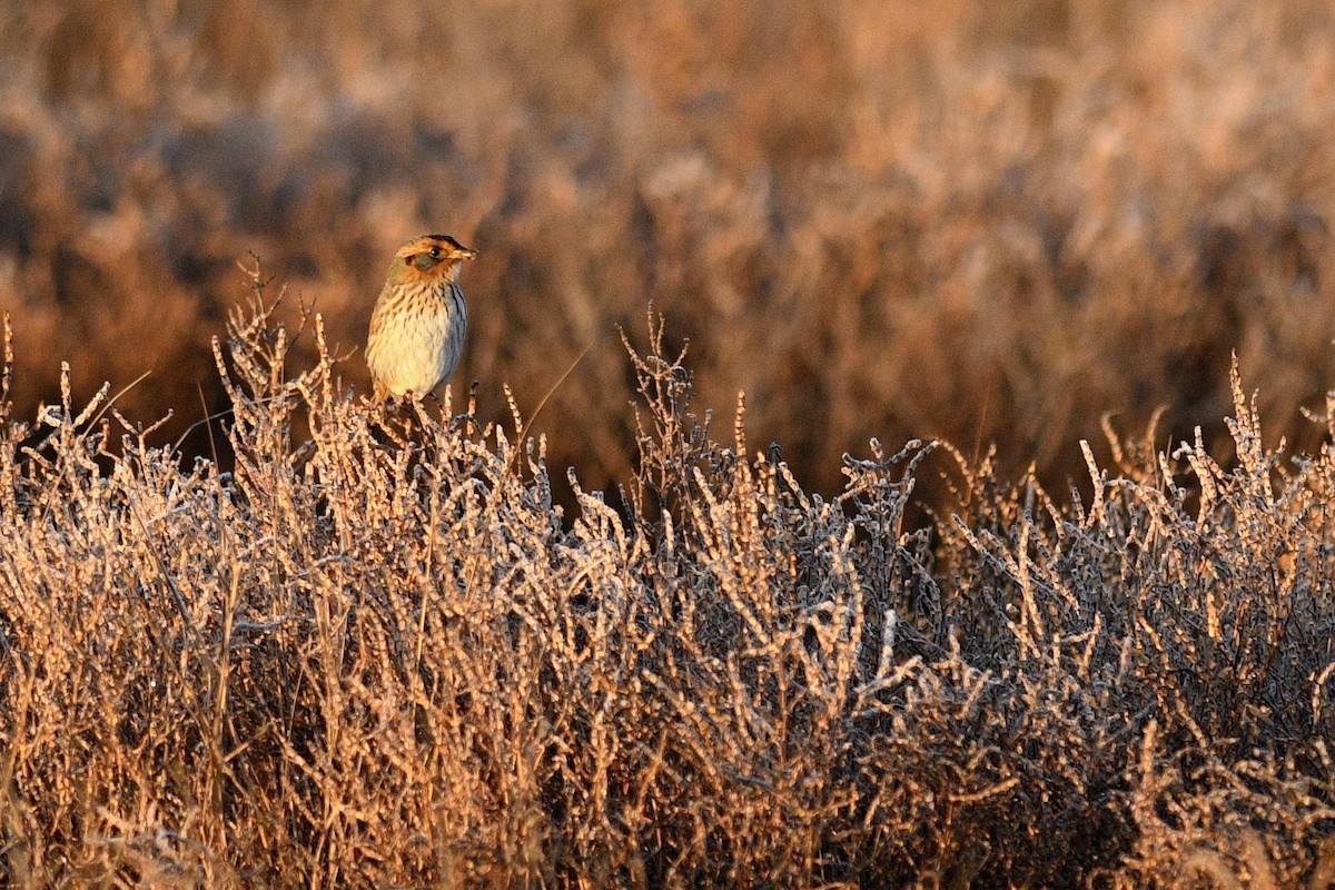 Saltmarsh Sparrow - ML615795812