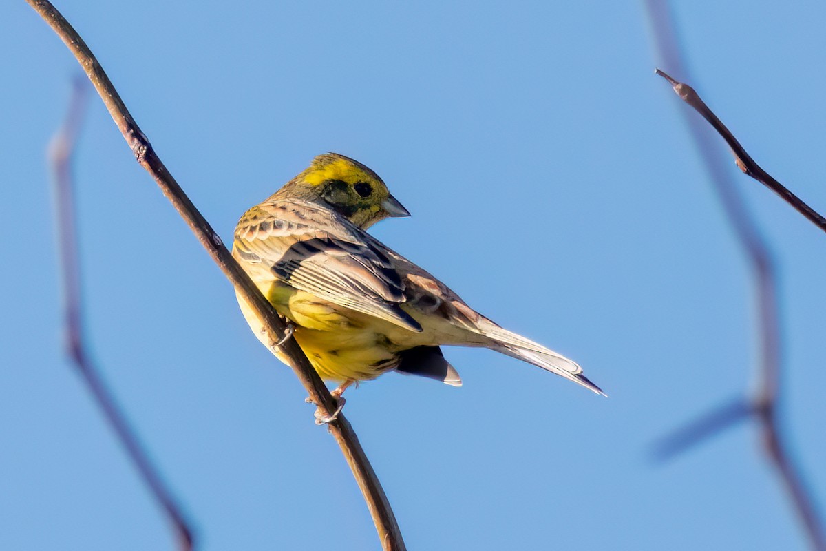 Bruant jaune - ML615795816