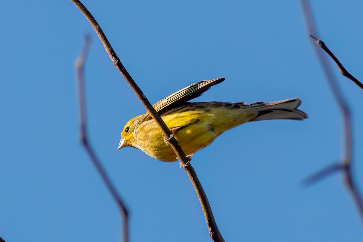 Bruant jaune - ML615795818