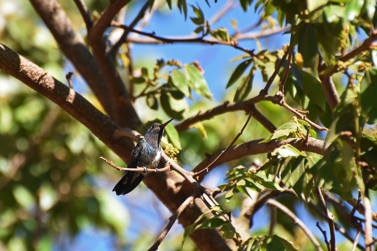 kolibřík safírový - ML615795898
