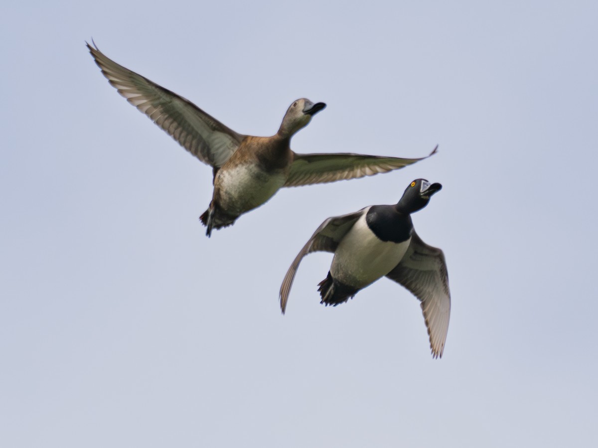 Ring-necked Duck - ML615795902