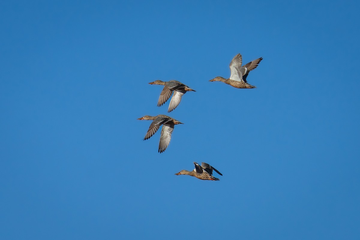 Northern Shoveler - Ibrahim Alshwamin