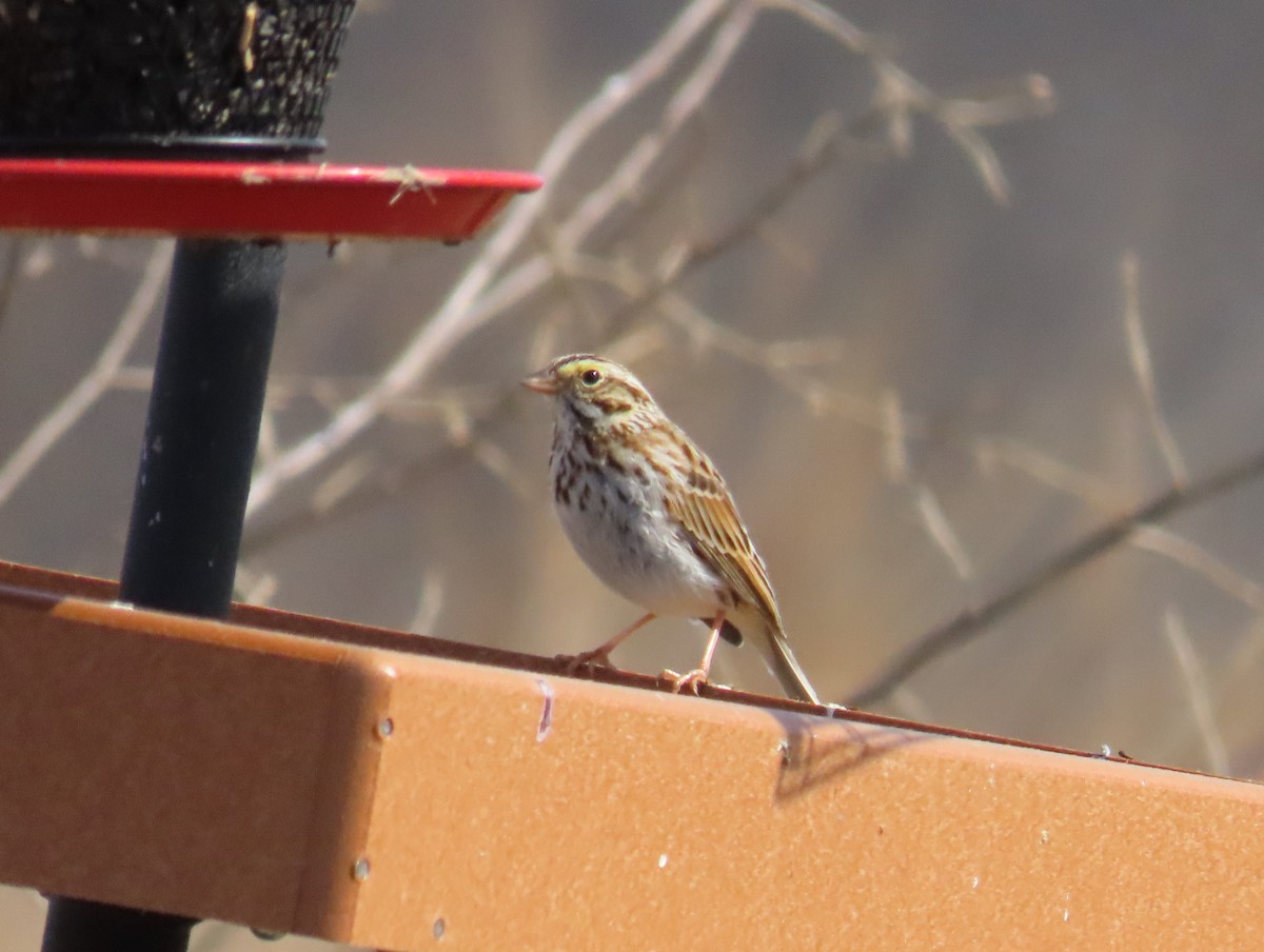 Savannah Sparrow - ML615795947
