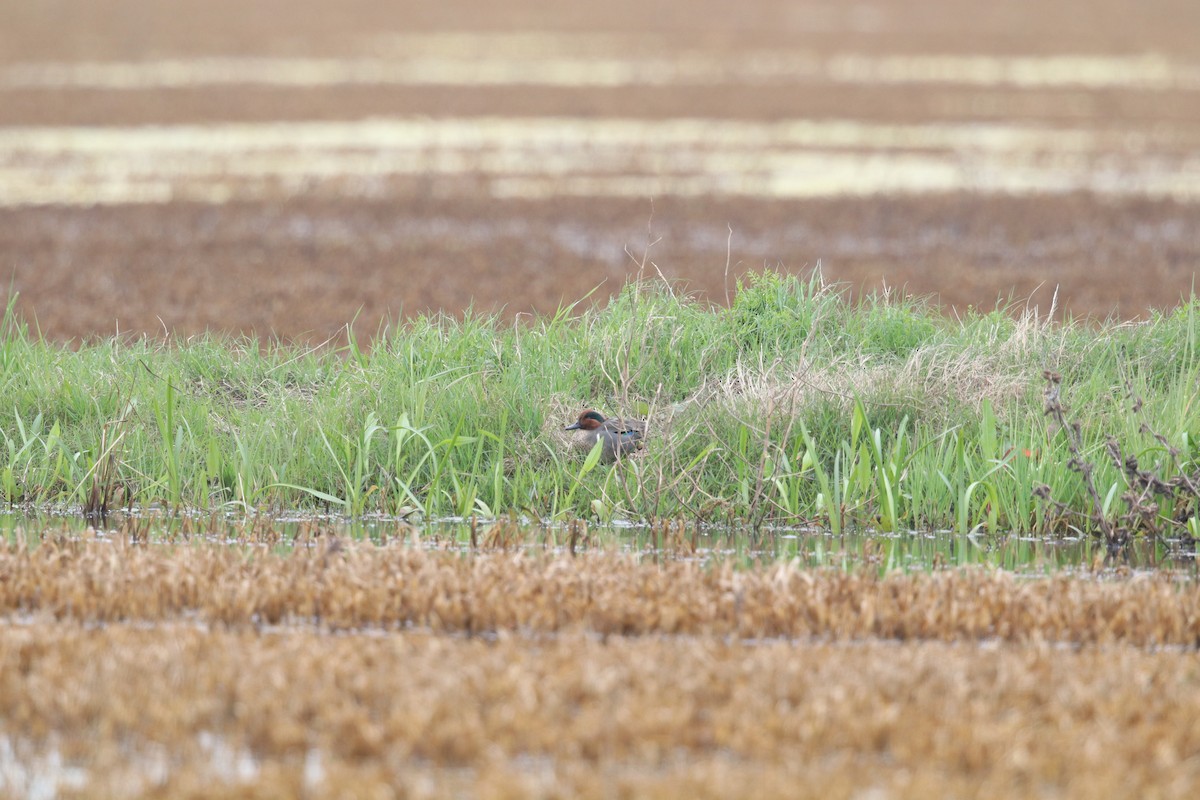 Hooded Merganser - ML615795998