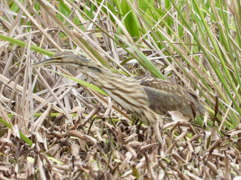 American Bittern - ML615796007