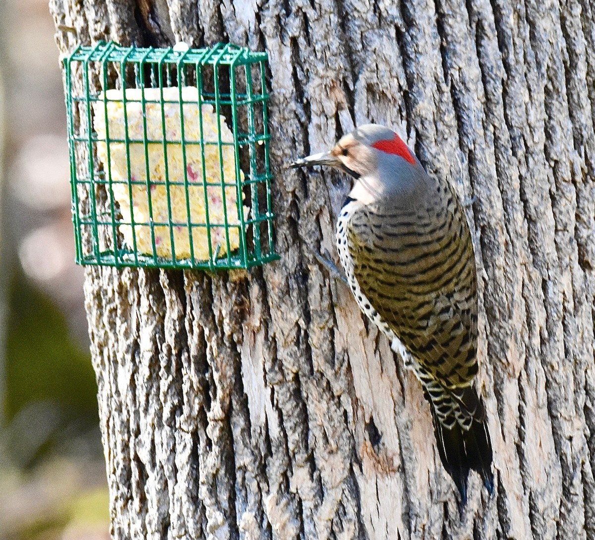 Northern Flicker - ML615796008