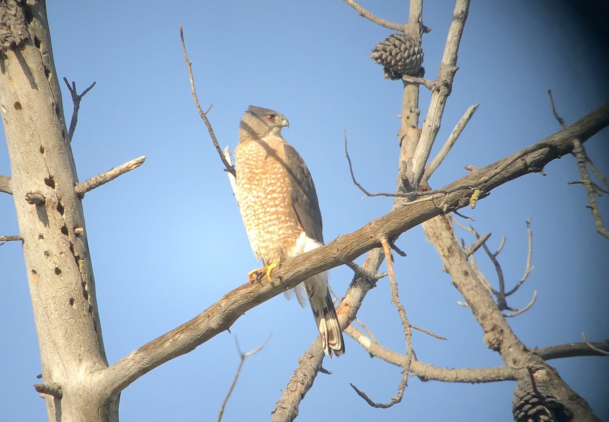 Cooper's Hawk - ML615796015