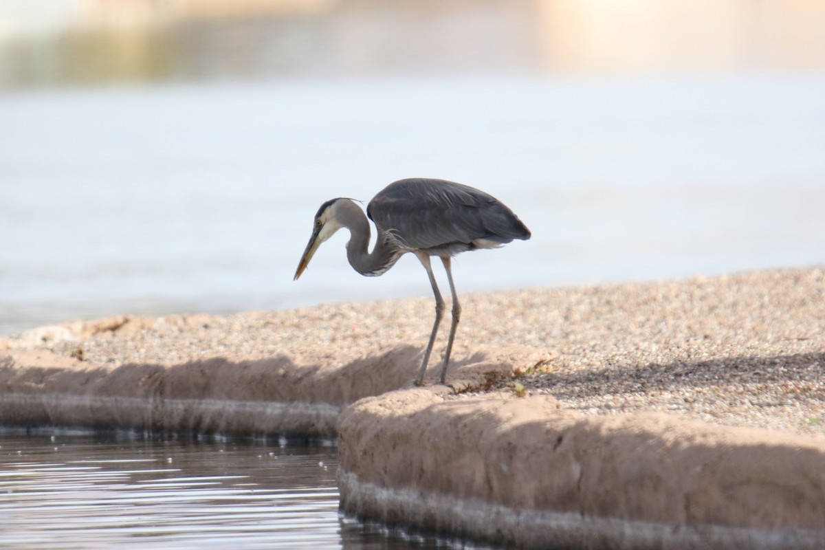 Great Blue Heron (Great Blue) - ML615796035