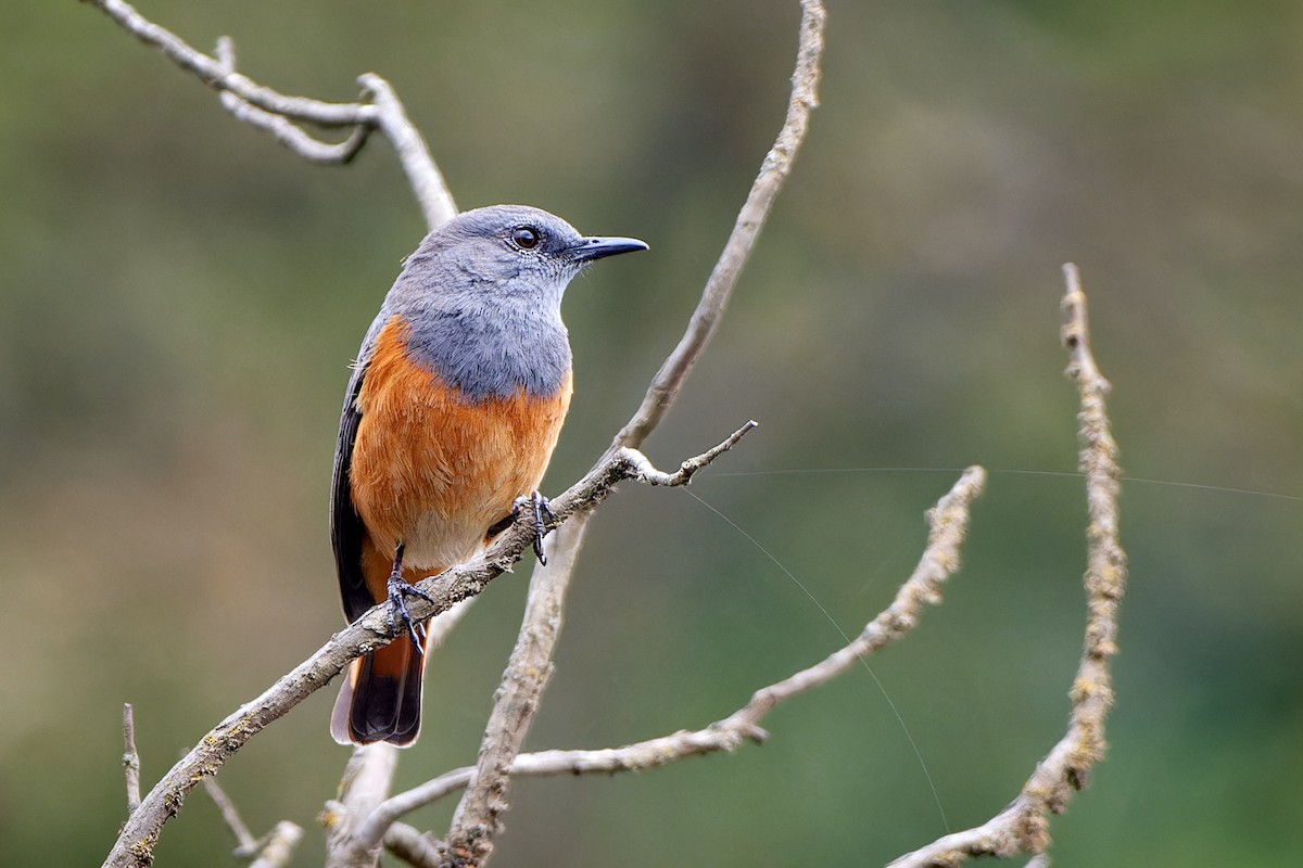 Little Rock-Thrush - ML615796102