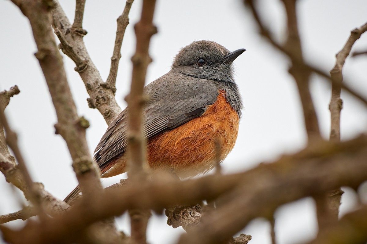 Little Rock-Thrush - ML615796103