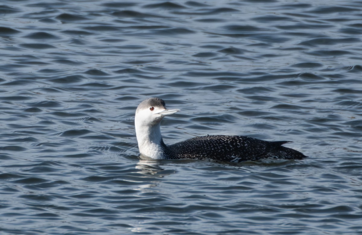 Red-throated Loon - ML615796106