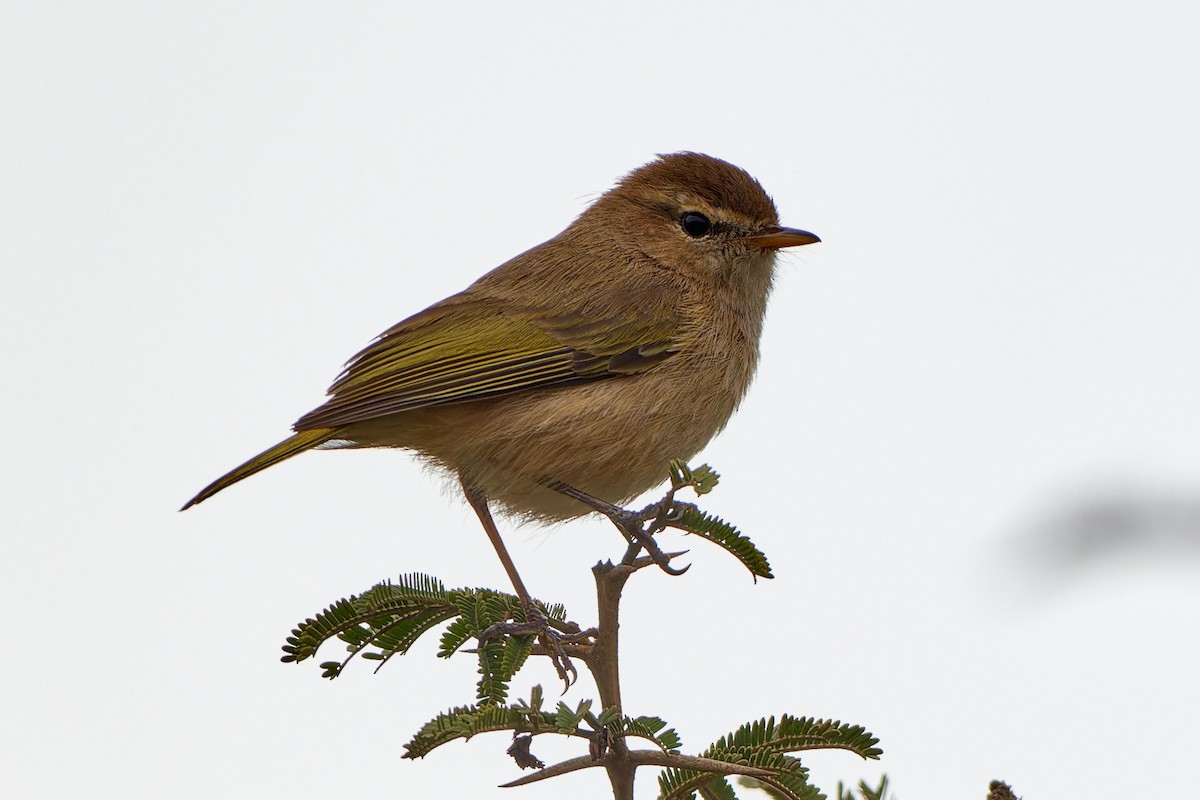 Brown Woodland-Warbler - ML615796121