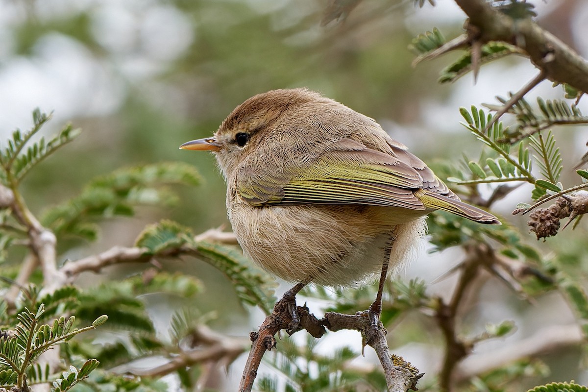 Brown Woodland-Warbler - ML615796125