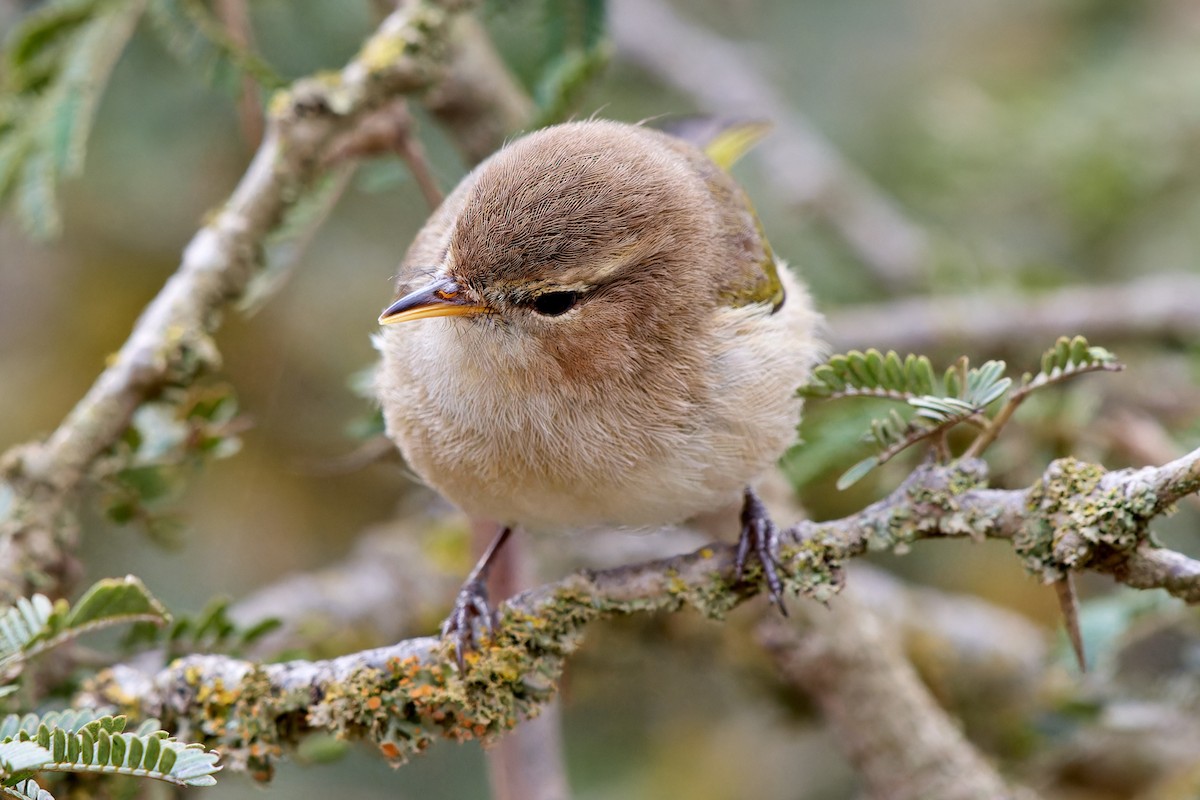 Brown Woodland-Warbler - ML615796126