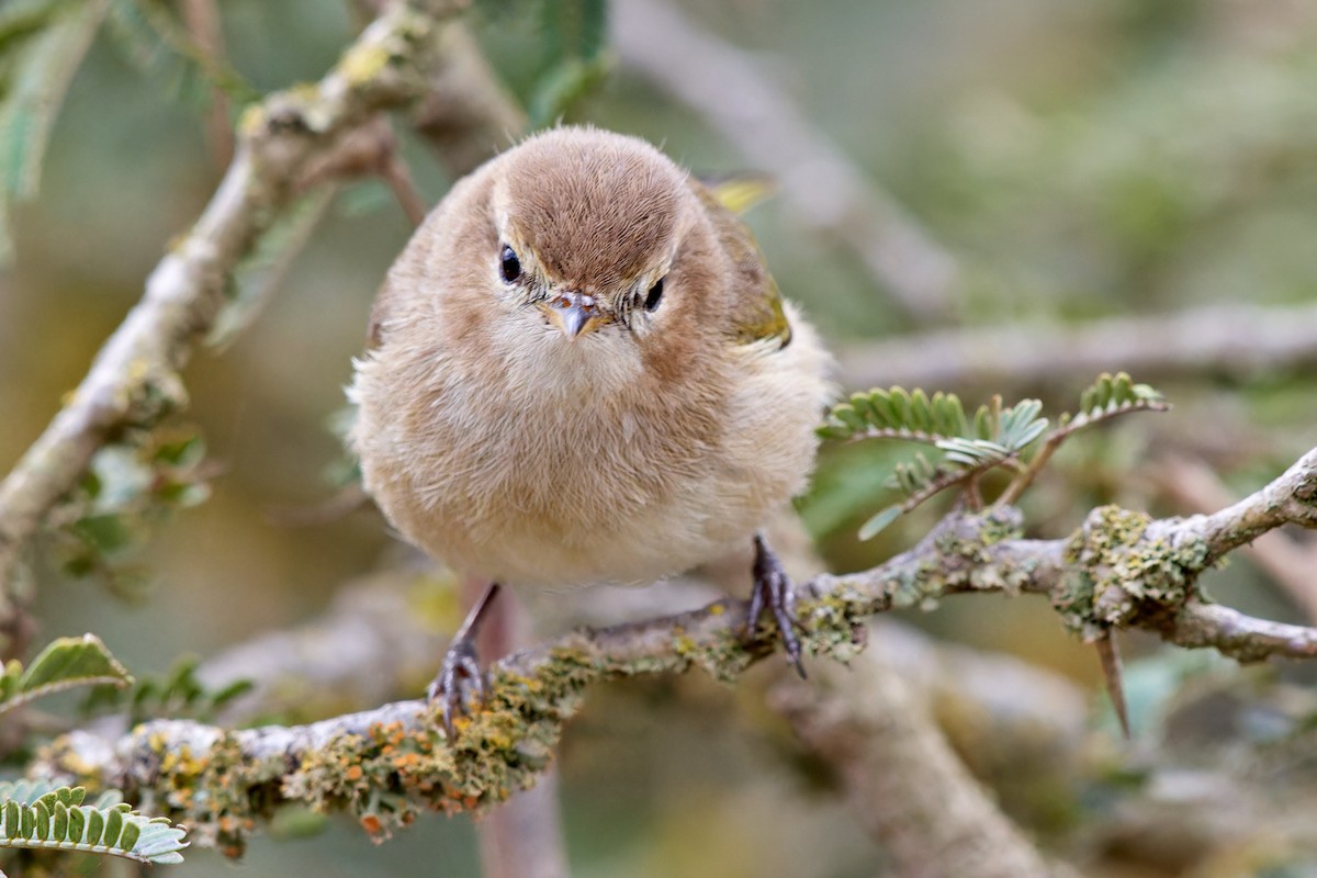 Brown Woodland-Warbler - ML615796127