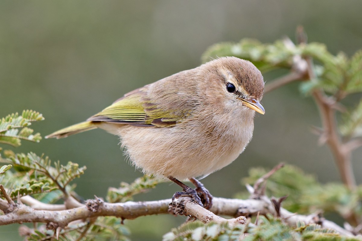 Mosquitero Oscuro - ML615796132