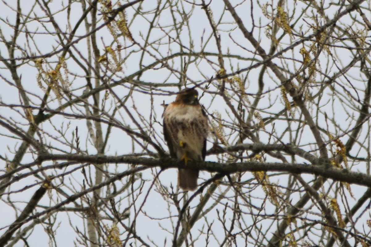 Red-tailed Hawk - ML615796147