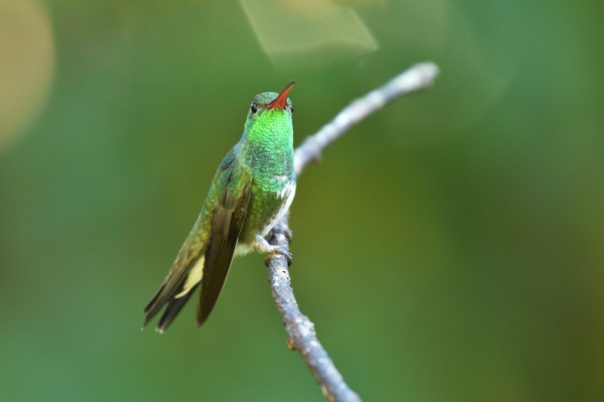 Glittering-bellied Emerald - Antoine Rabussier